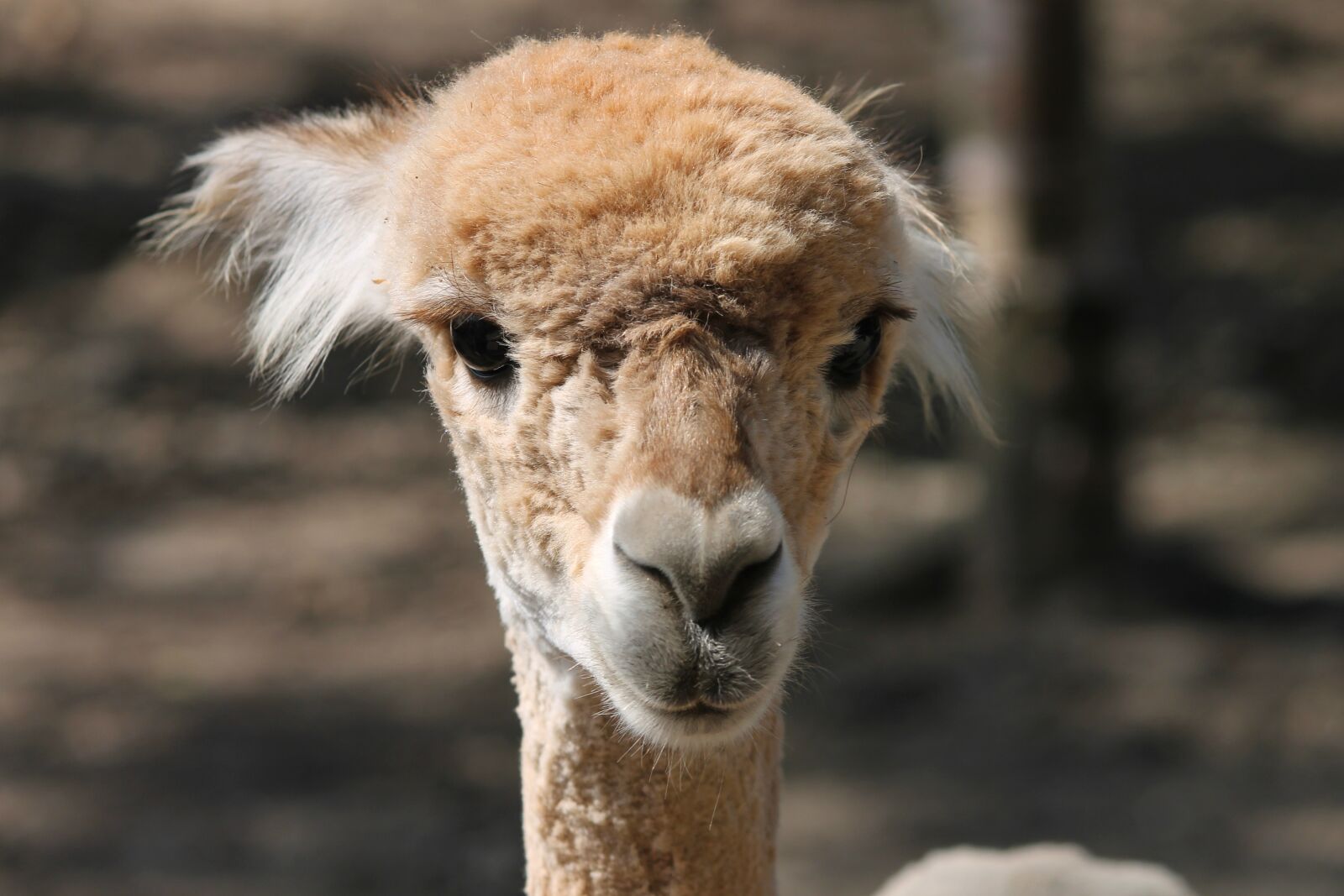 Canon EOS 1100D (EOS Rebel T3 / EOS Kiss X50) sample photo. Alpaca, brown, young photography