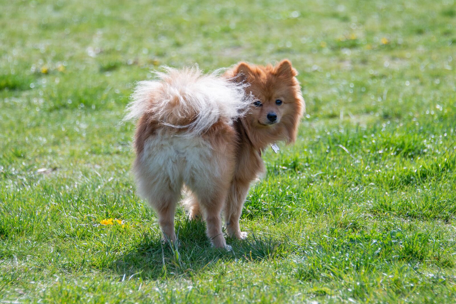Nikon D800 sample photo. Pomeranian, dog, small photography