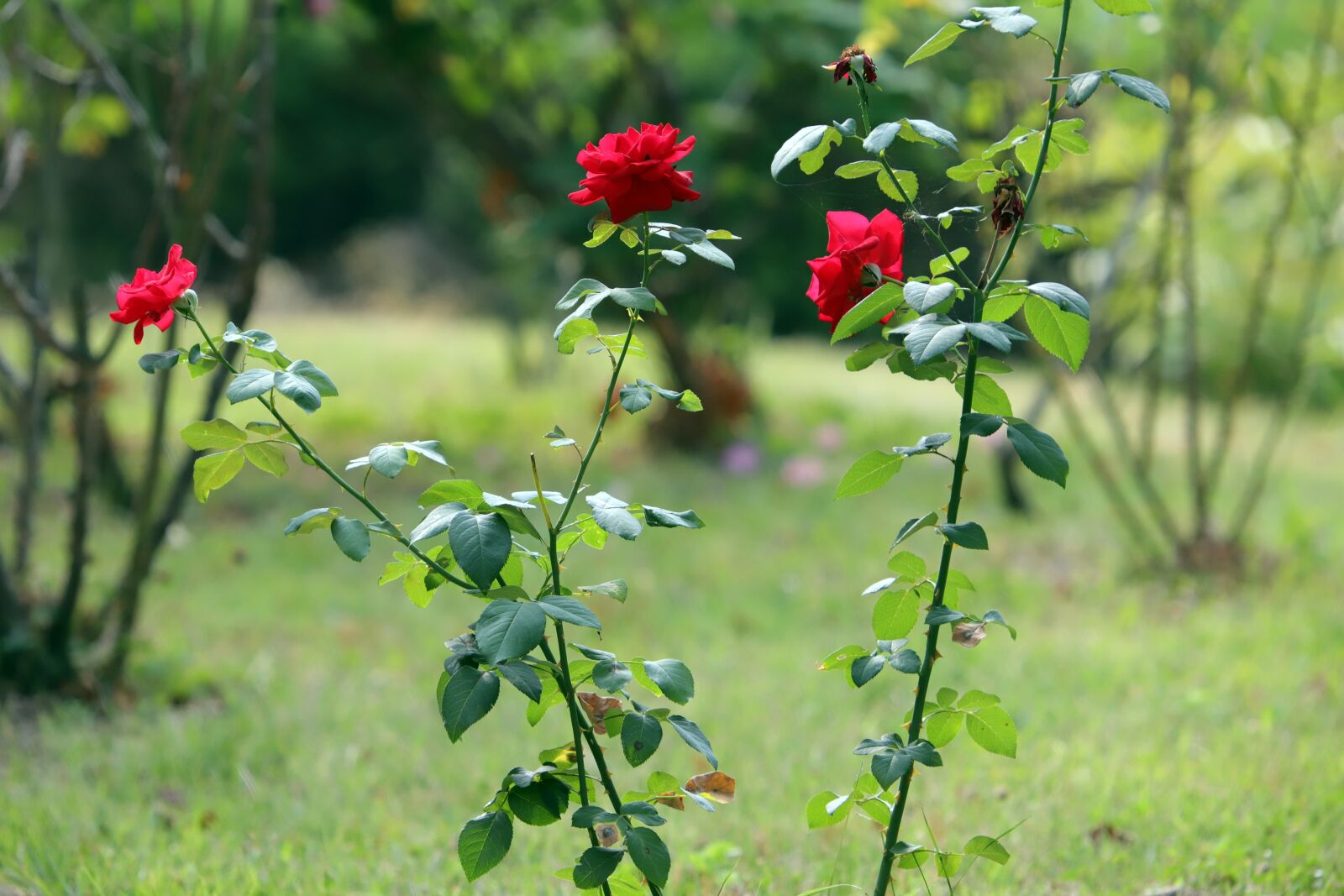 Canon EF 70-200mm F2.8L USM sample photo. Rose, garden, summer rose photography