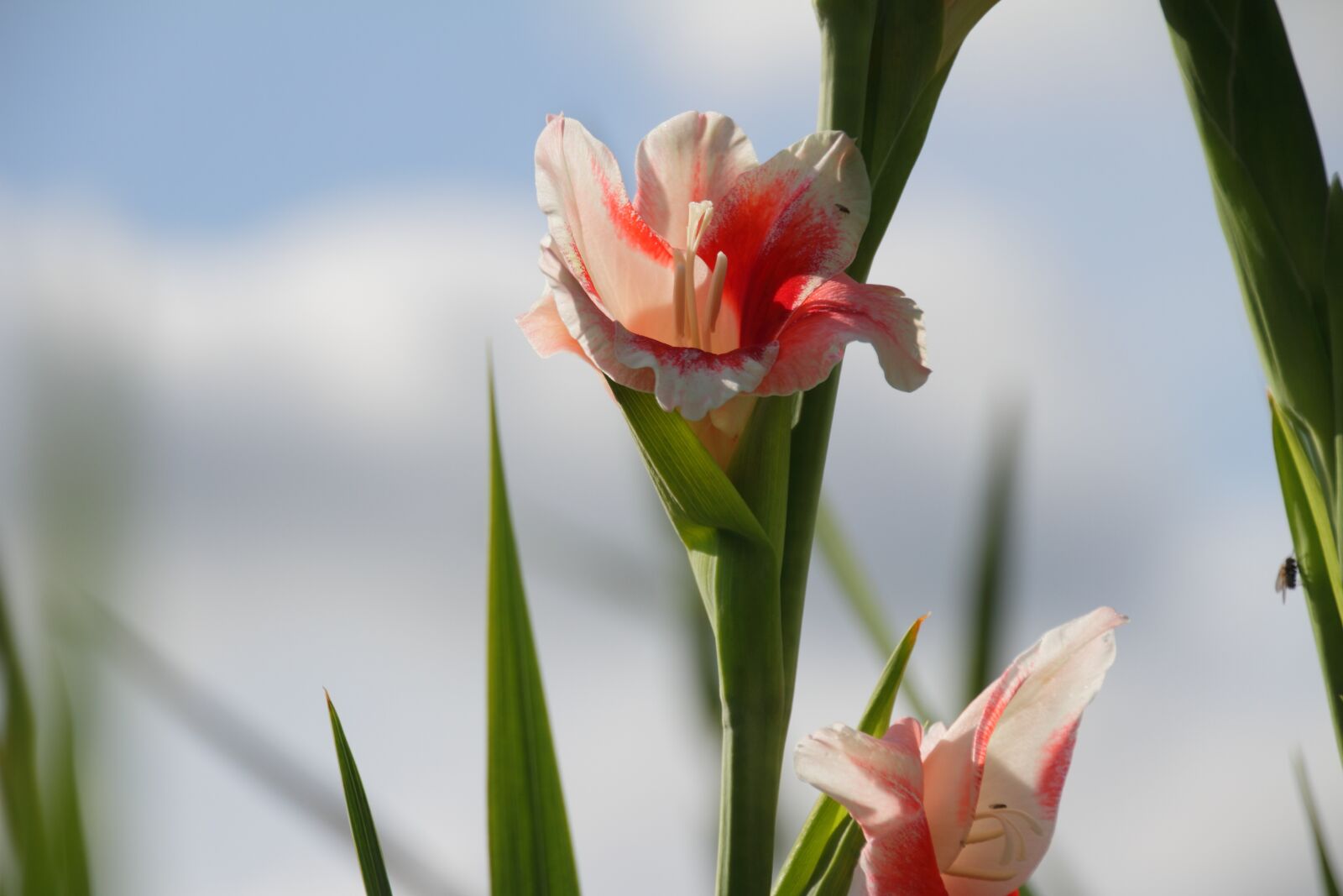 Canon EOS 7D sample photo. Flower, pink, pink flower photography