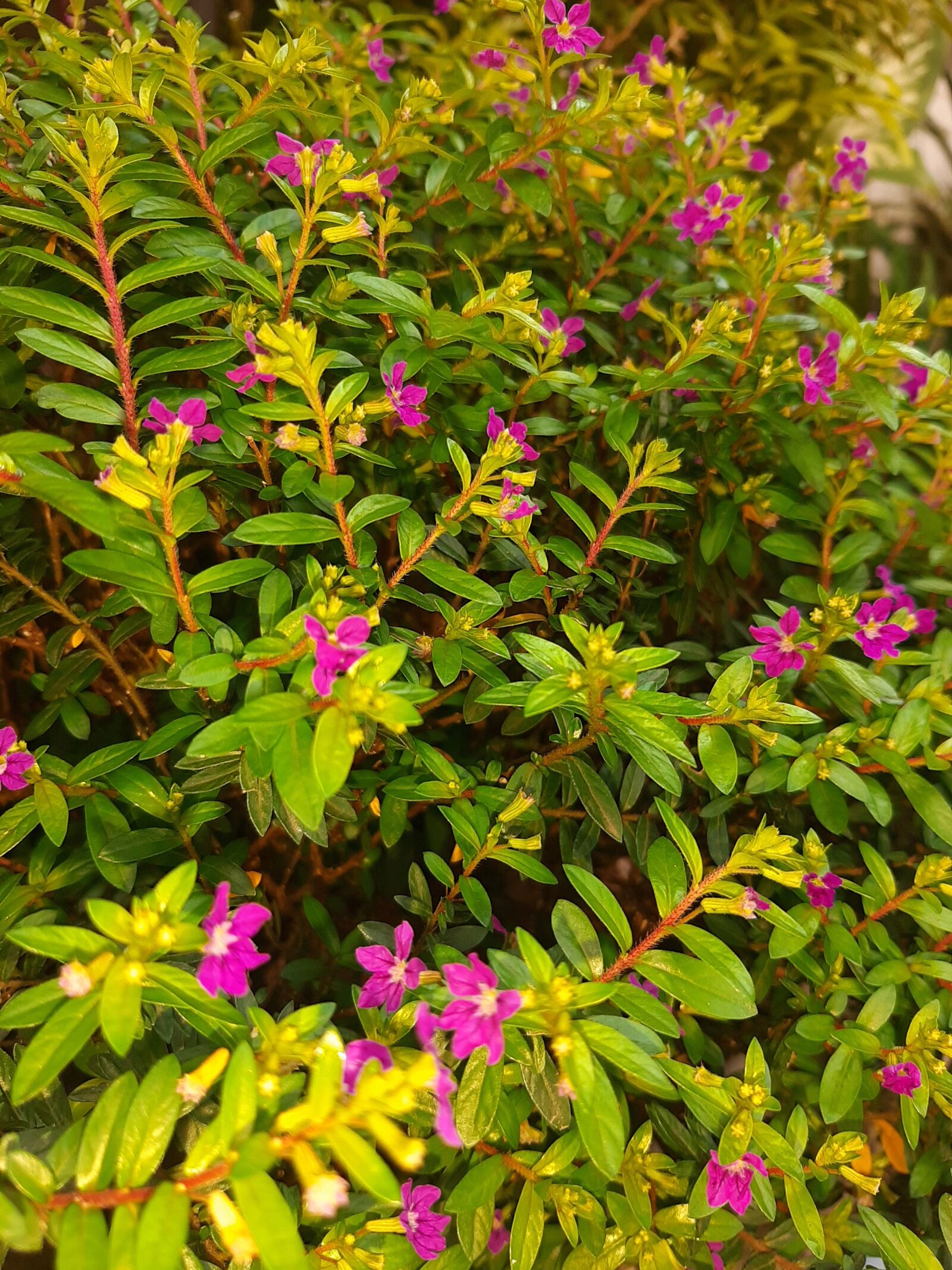 Samsung SM-A505F sample photo. Flowers, bunga, indonesia photography