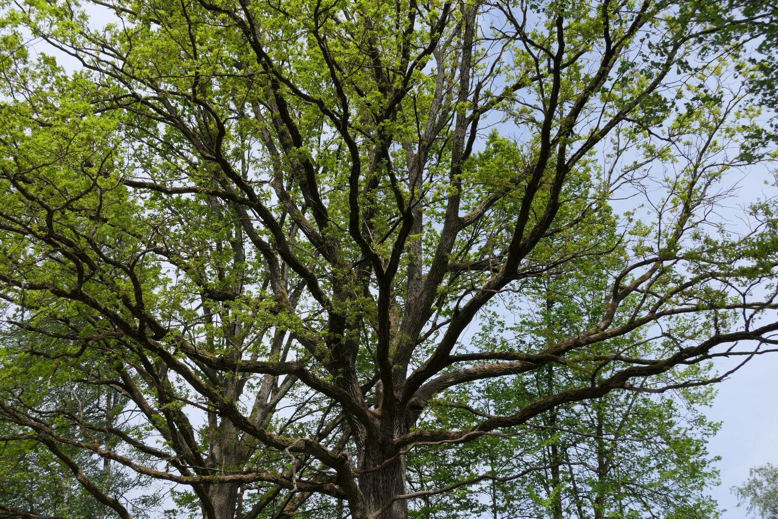 Panasonic Lumix DMC-FZ2500 (Lumix DMC-FZ2000) sample photo. Oak, tree, nature photography