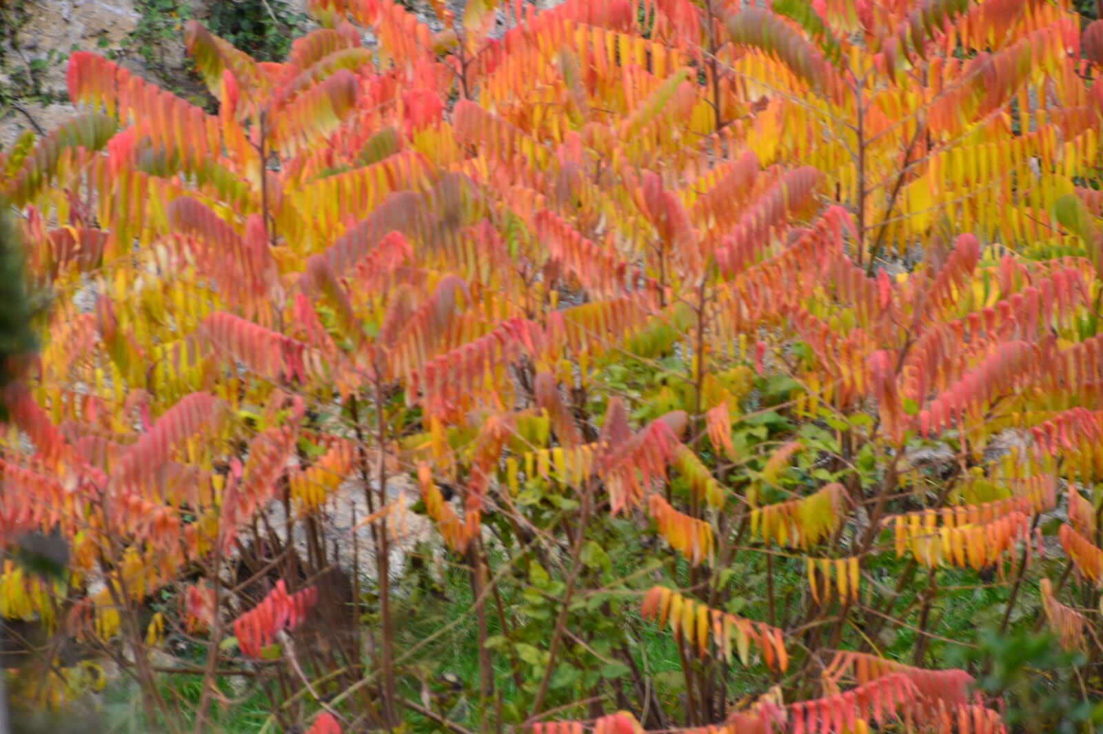 Nikon D3200 sample photo. Autumn, tree, forest photography