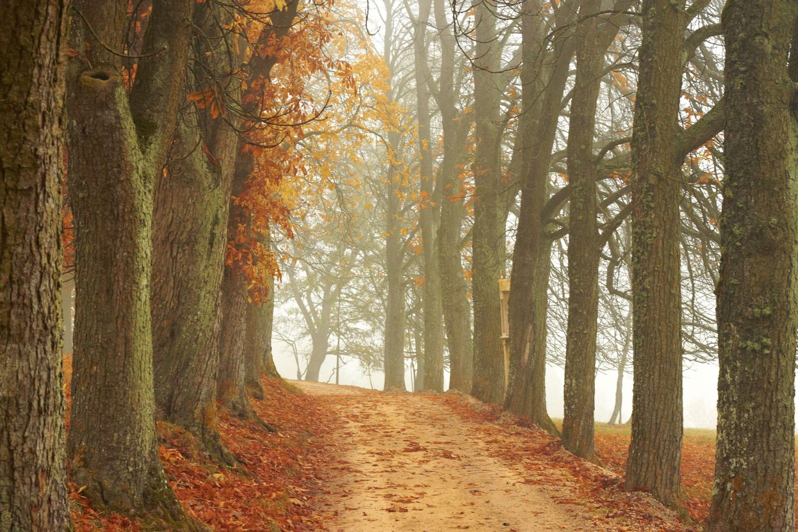 Canon EOS 500D (EOS Rebel T1i / EOS Kiss X3) sample photo. Trees, away, autumn photography