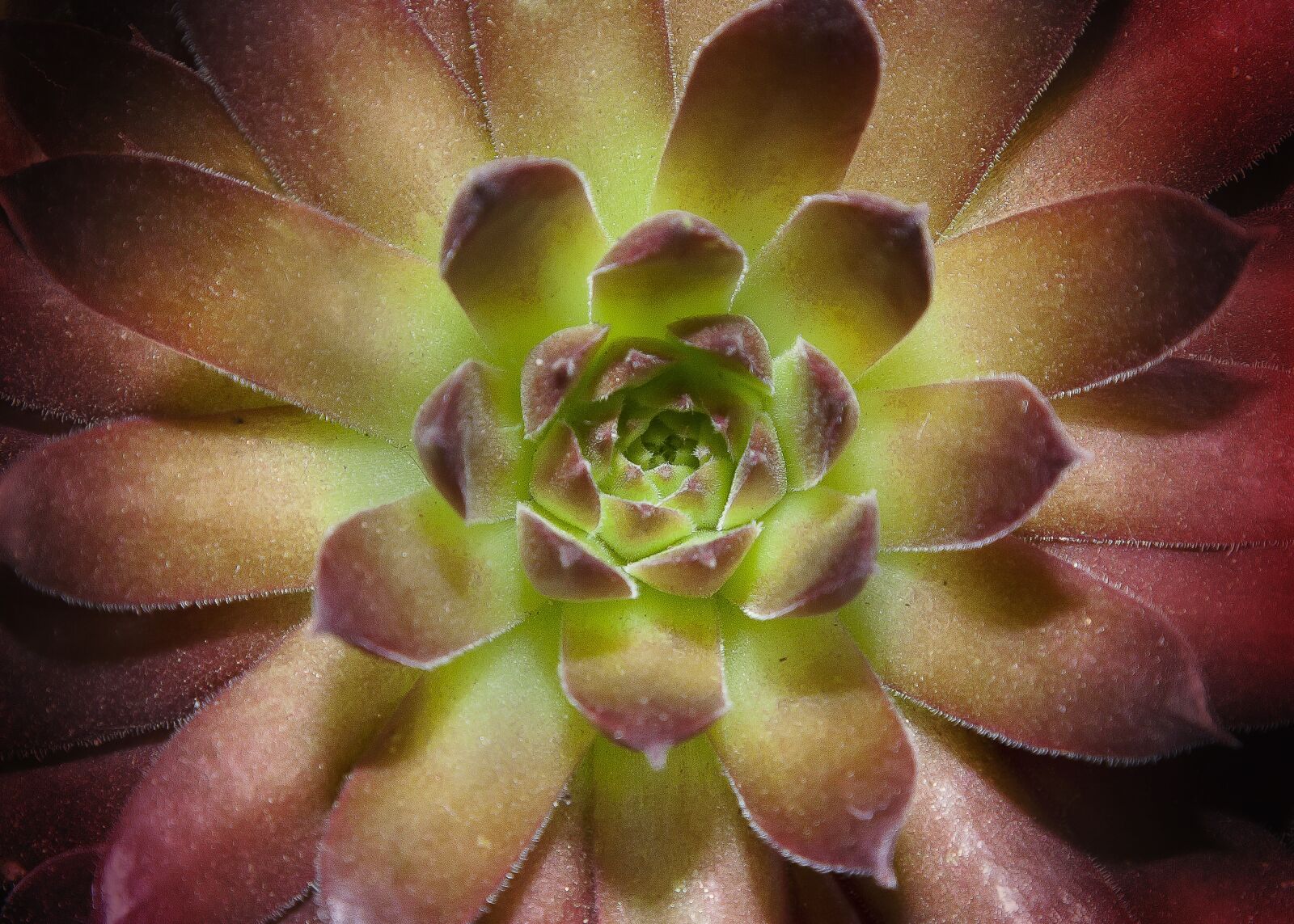 Canon EF 24-105mm F4L IS USM sample photo. Succulent, flower, plant photography