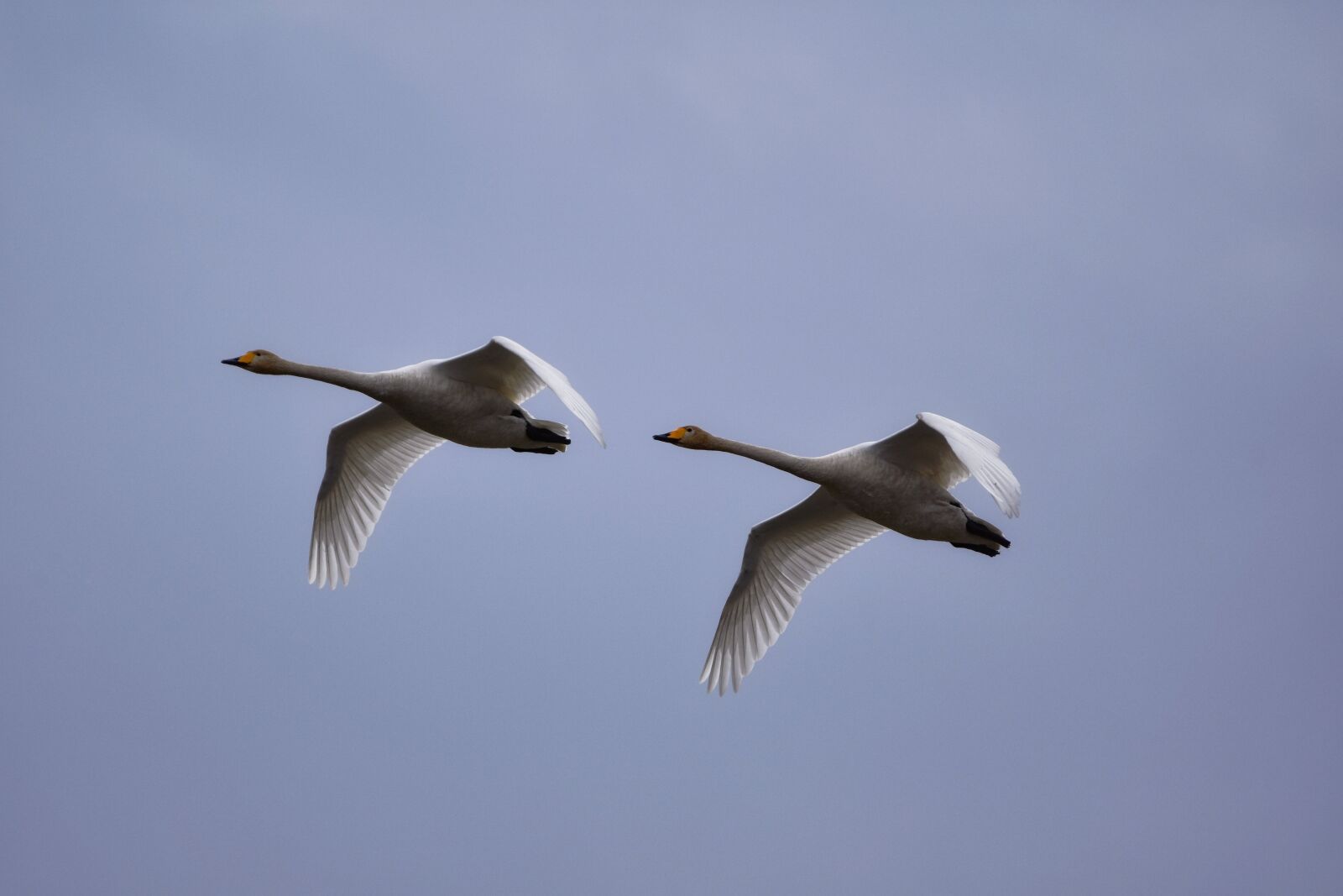 Nikon D7200 sample photo. Animal, sky, bird photography