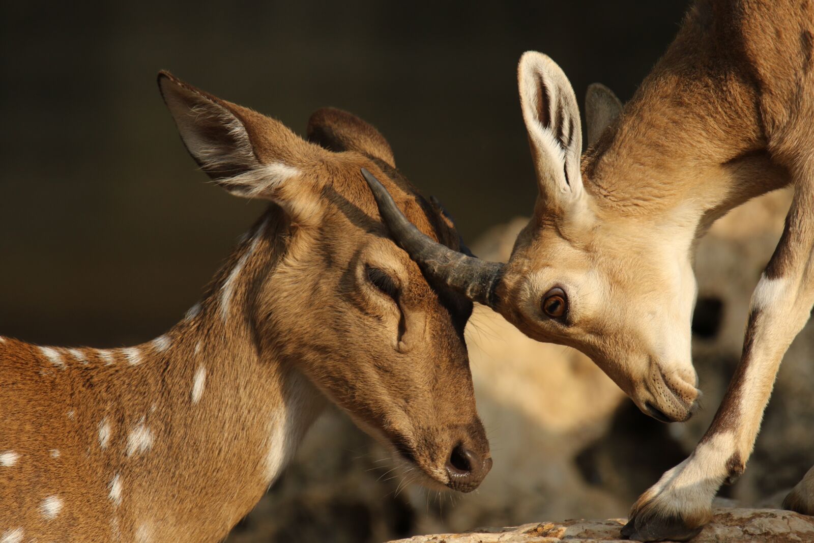 Canon EOS 7D Mark II sample photo. Deer, gazelle, rubbing photography