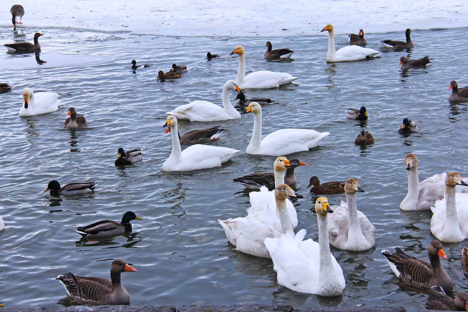 Canon EF-S 18-200mm F3.5-5.6 IS sample photo. Pond, lake, swans photography