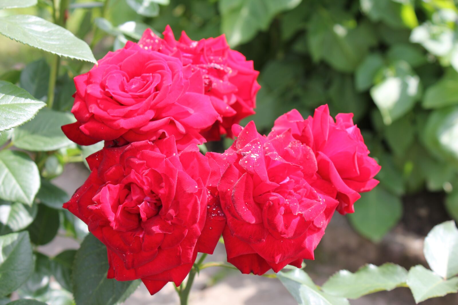Canon EOS 550D (EOS Rebel T2i / EOS Kiss X4) sample photo. Rose, flower, blossom photography