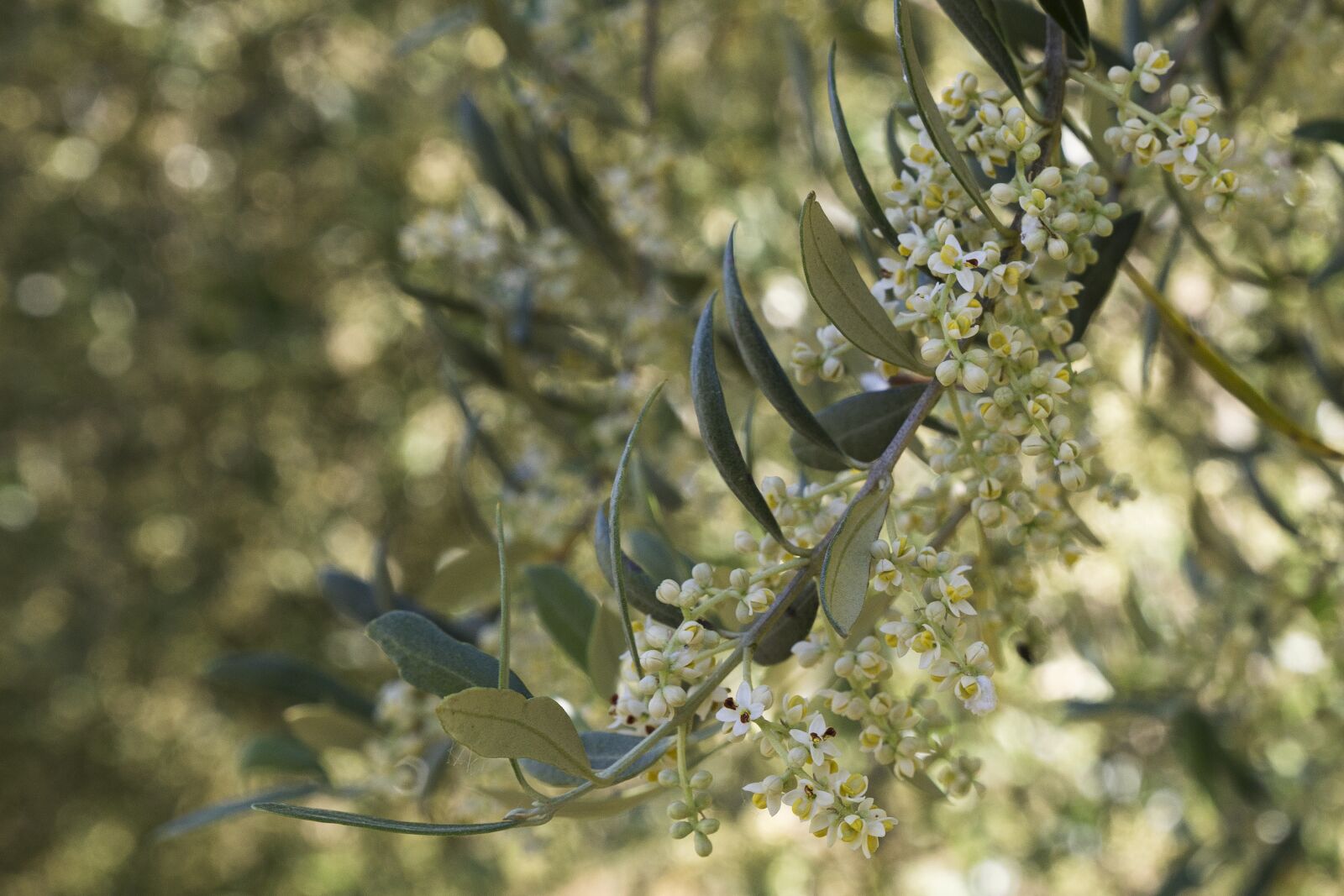 Canon EOS 6D sample photo. Flora, olive trees, plant photography