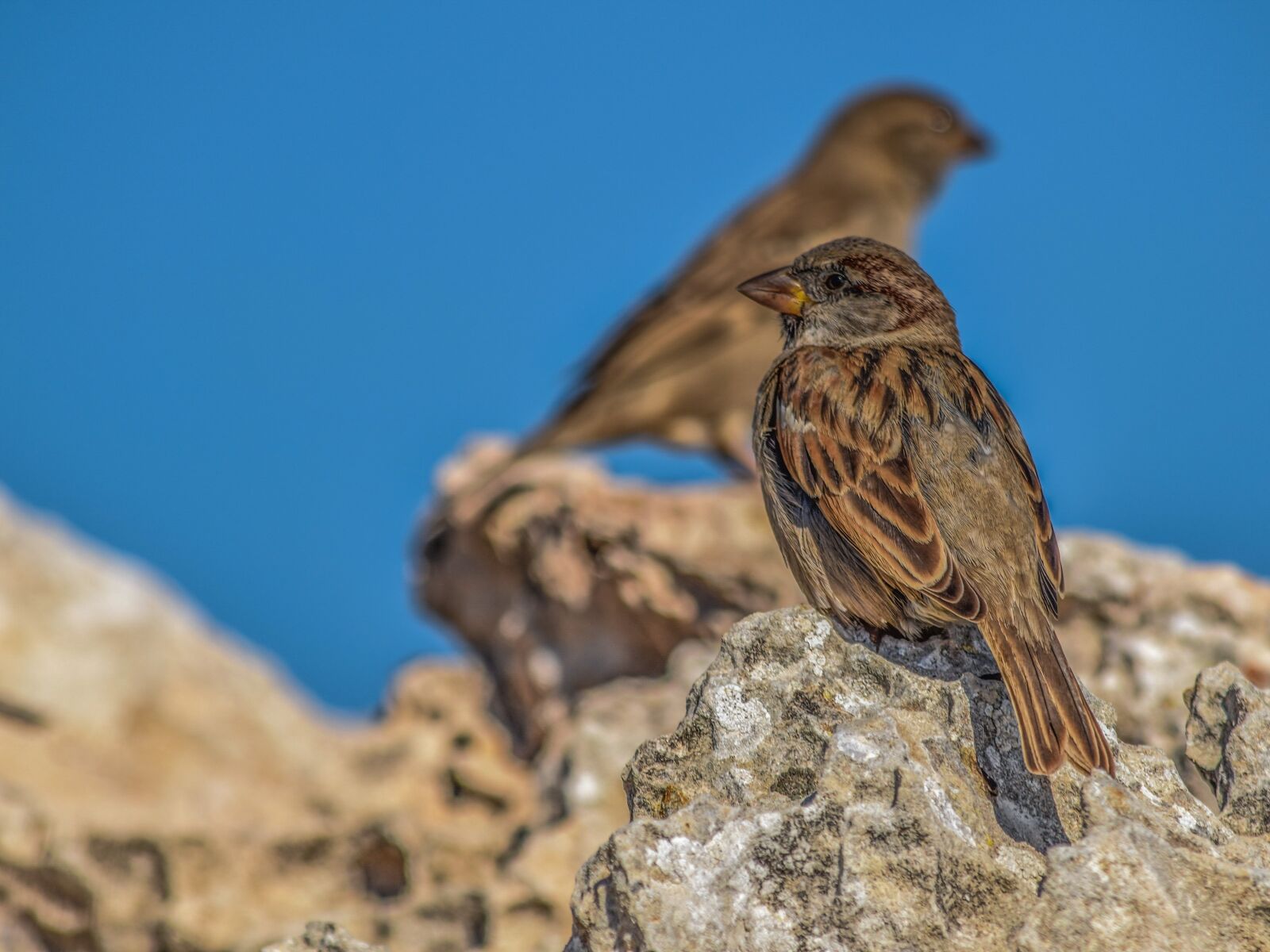 Nikon D3300 sample photo. Sparrow, nature, wildlife photography