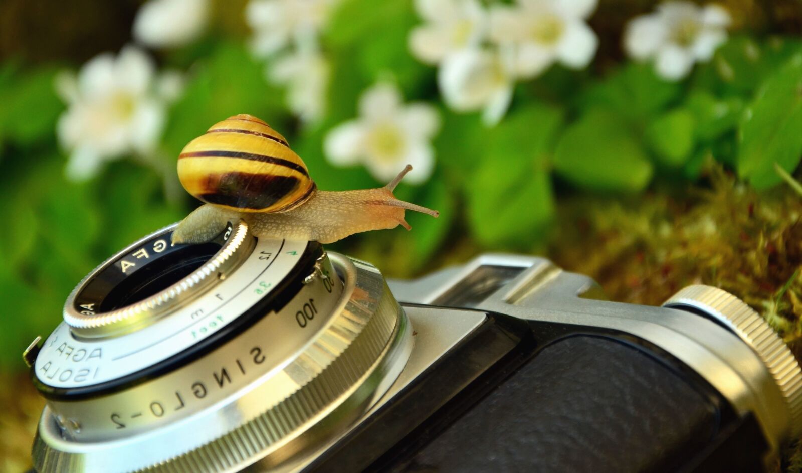 Nikon D5100 sample photo. Photo camera, lens, snail photography