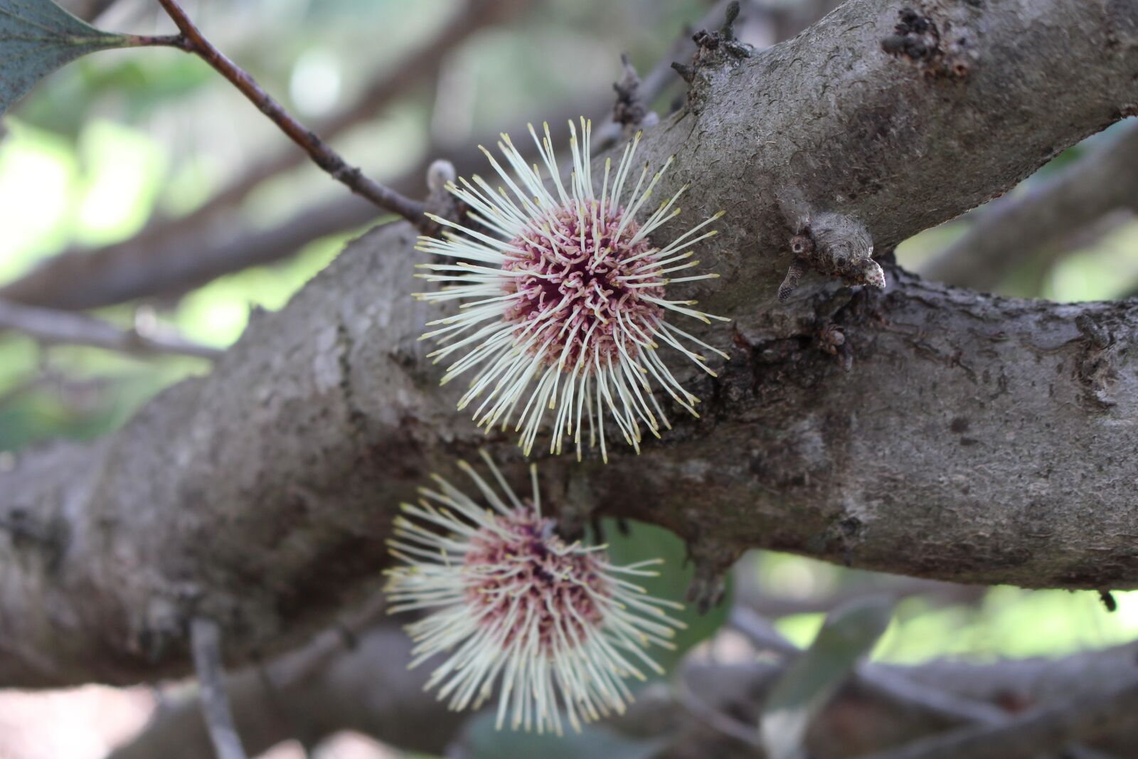 Canon EOS 700D (EOS Rebel T5i / EOS Kiss X7i) sample photo. Pin-cushion hakea, flower, spherical photography