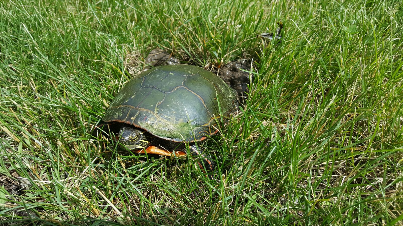 Samsung Galaxy Note5 sample photo. Turtle, tortoise, shell photography