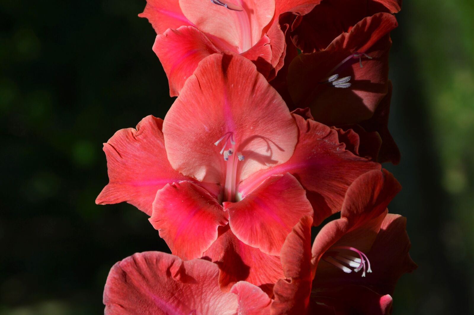 Nikon D3200 sample photo. Gladiolus, gladidus, butterfly greenhouse photography
