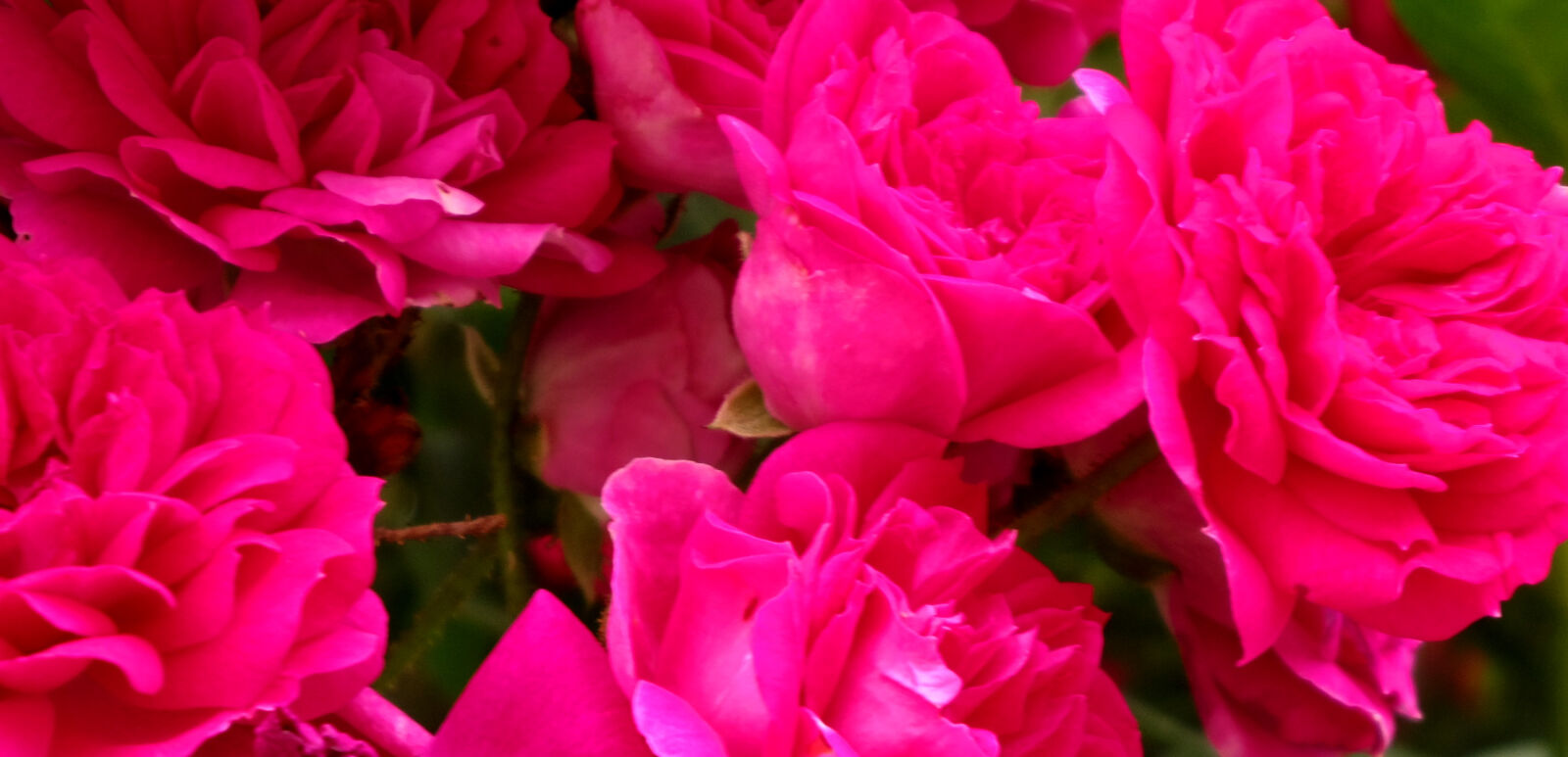 Pentax 02 Standard Zoom sample photo. Flower photography