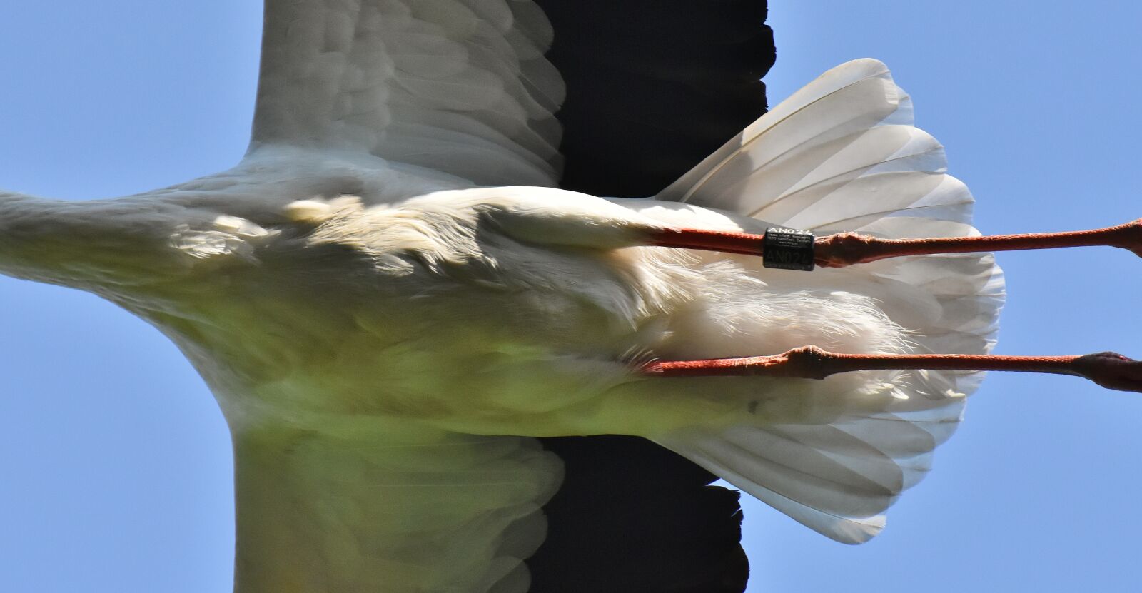 Nikon D7200 sample photo. Stork, flying, wing photography
