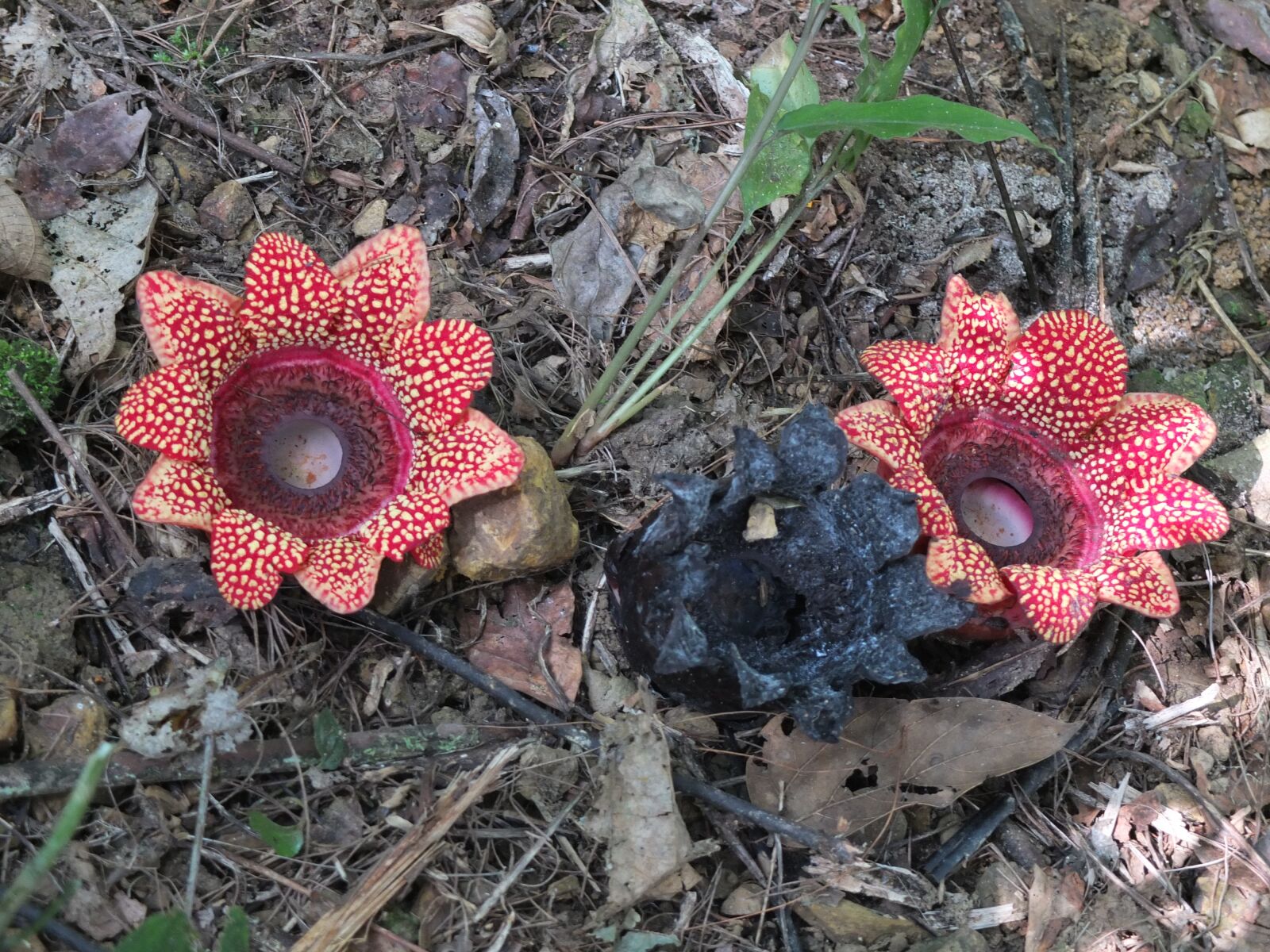 Fujifilm X10 sample photo. Potty hermit, pa, flowers photography