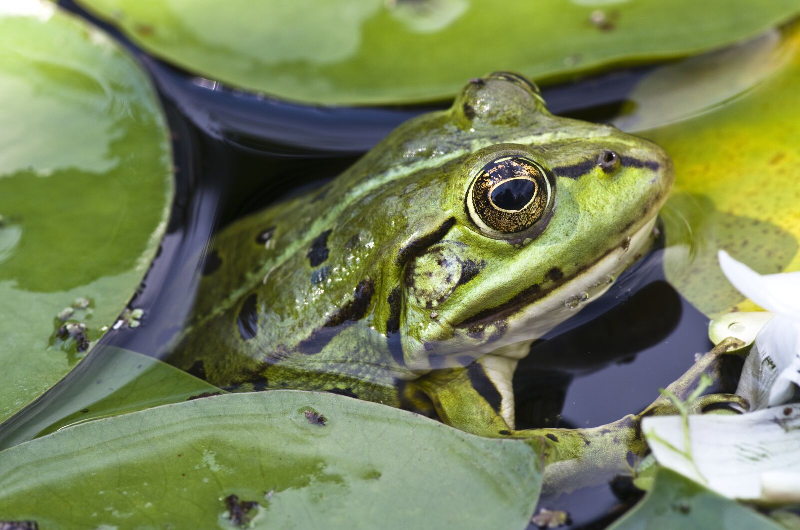 Pentax K-30 sample photo. Frog, close up, pond photography