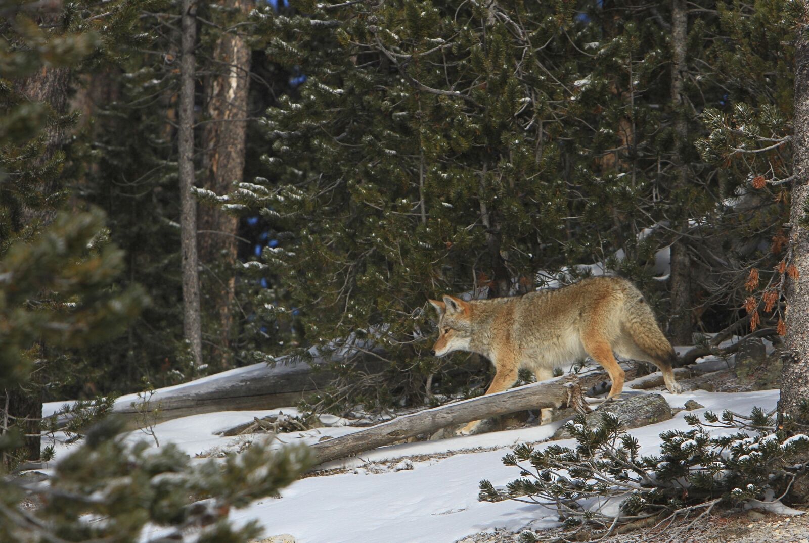 Canon EOS 7D sample photo. Coyote, wildlife, nature photography