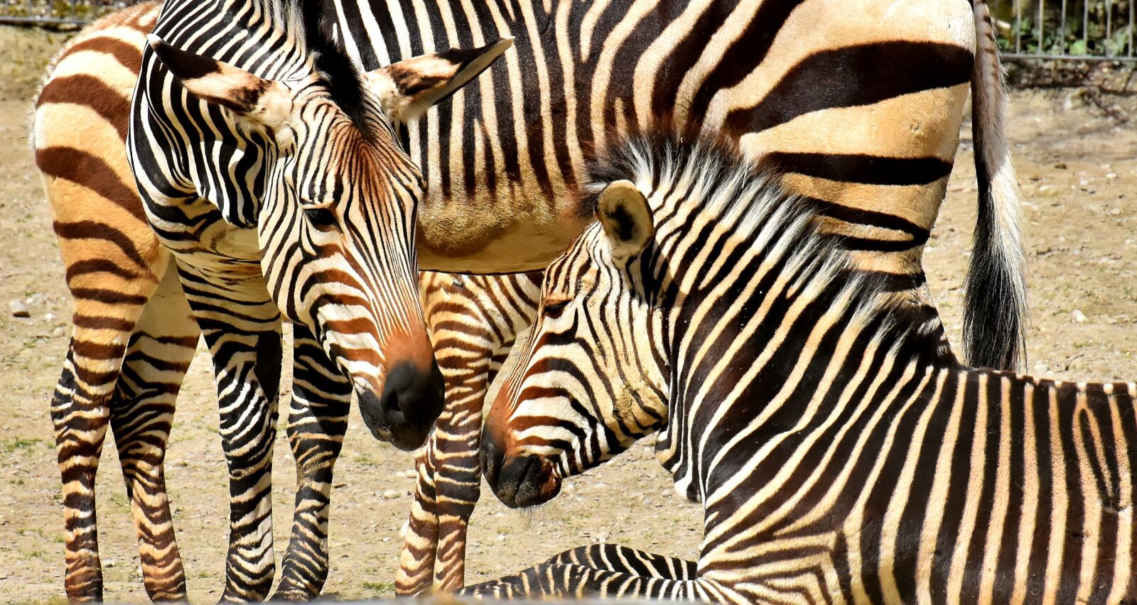 Nikon D7200 sample photo. Zebras, wild animal, zoo photography