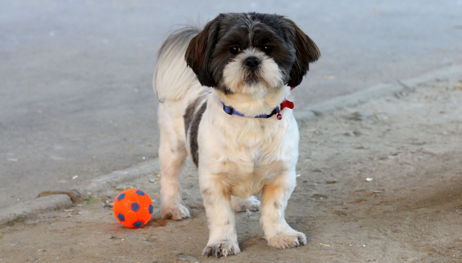 Canon EOS 700D (EOS Rebel T5i / EOS Kiss X7i) + Canon EF 85mm F1.8 USM sample photo. Dog, play, ball photography