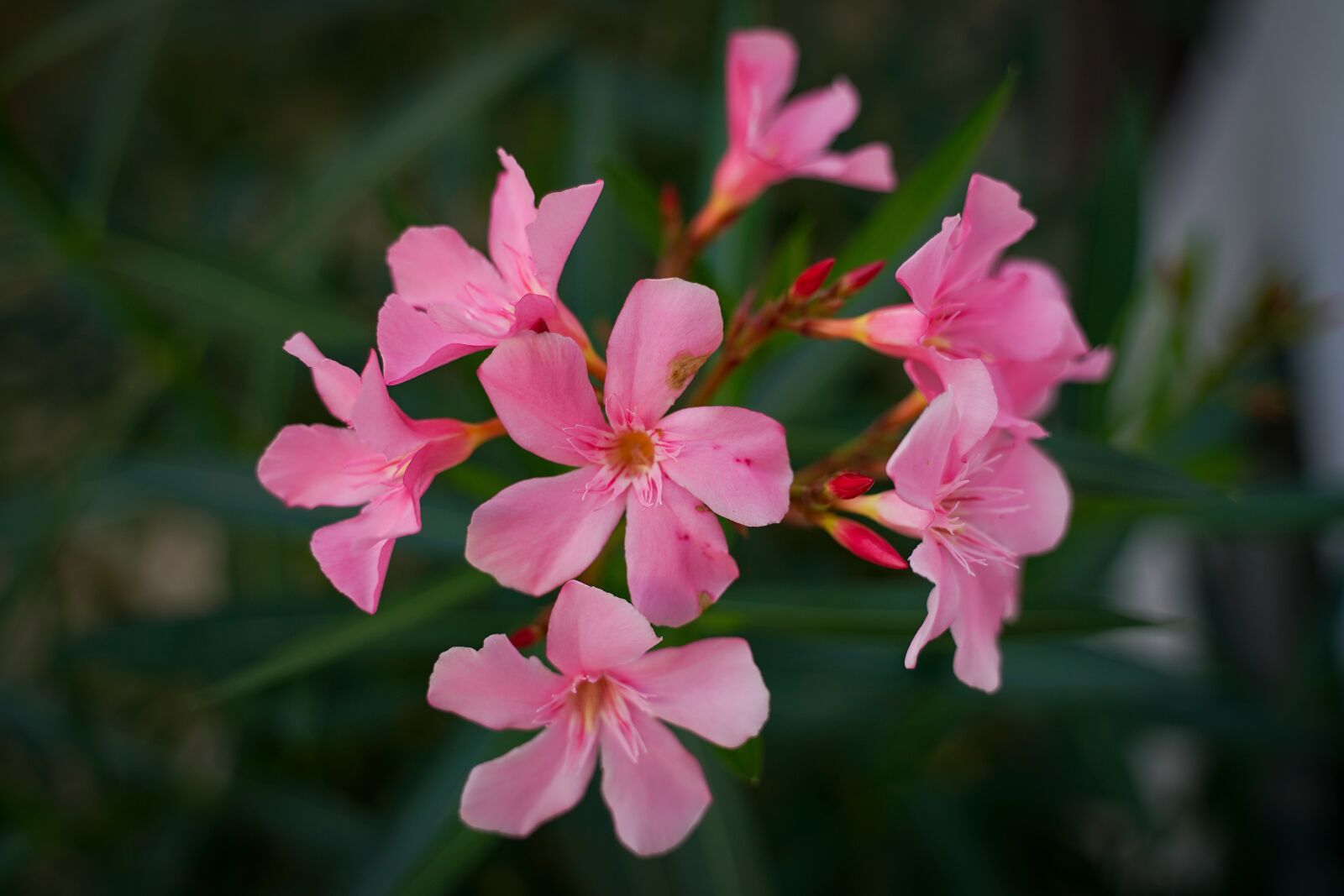 Sony a7 III + Tamron 28-75mm F2.8 Di III RXD sample photo. Blossom, bloom, flower photography