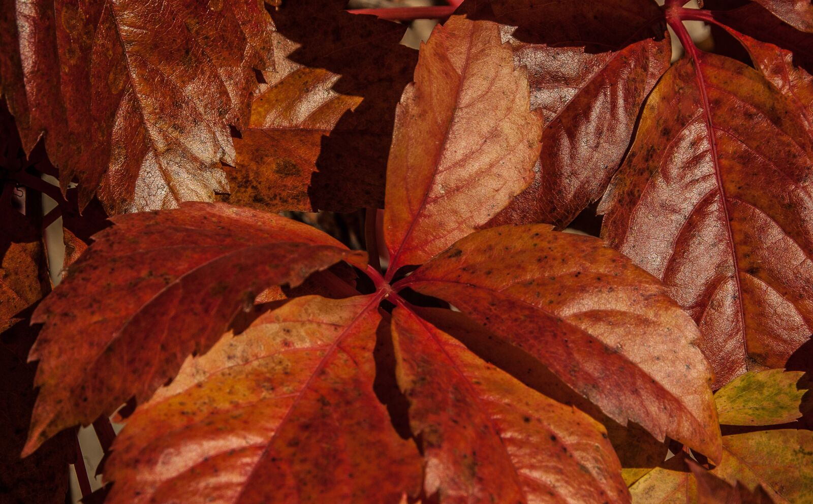 Pentax K10D sample photo. Leaves, fall, foliage photography