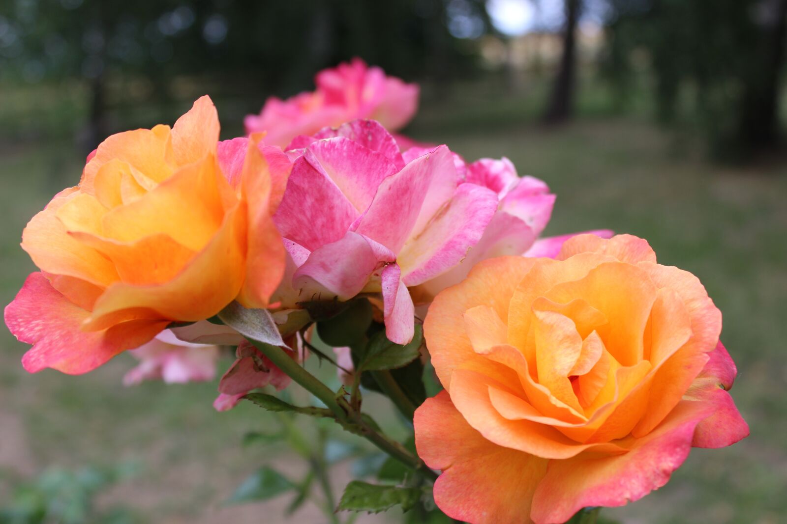 Canon EOS 600D (Rebel EOS T3i / EOS Kiss X5) sample photo. Roses, bush, summer photography