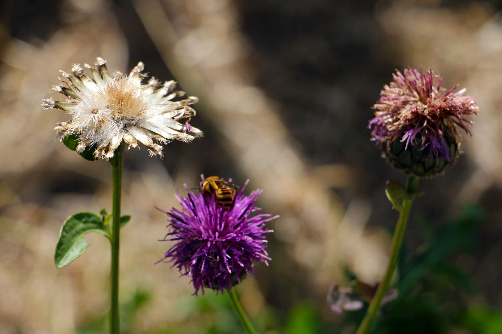 Canon EOS 70D sample photo. Summer, dry, nature photography