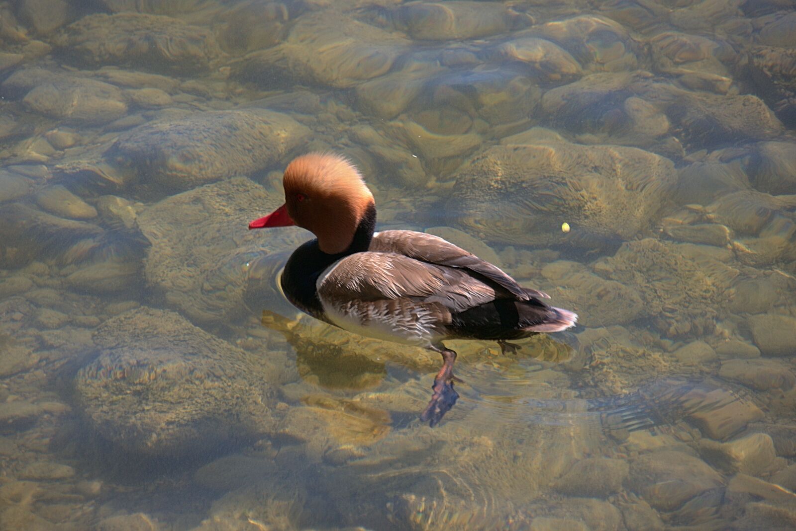 Panasonic Lumix DMC-G6 sample photo. Piston duck, netta rafina photography