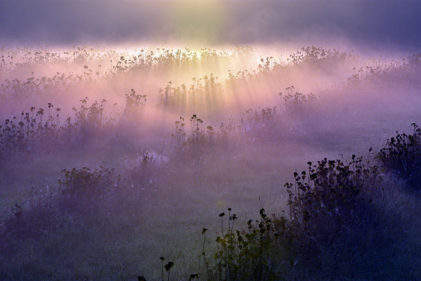 Nikon D3400 sample photo. Morning fog, fog, meadow photography