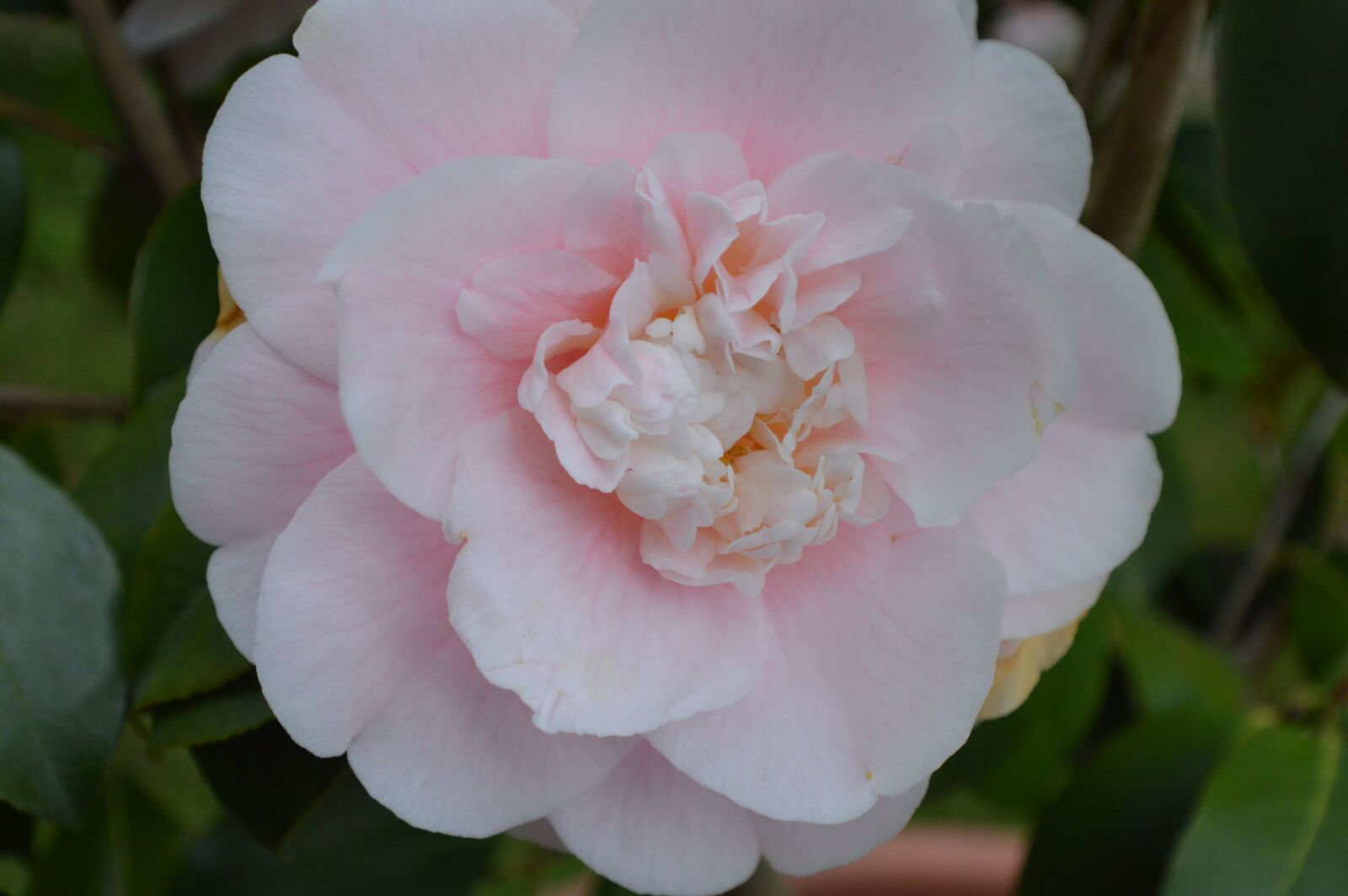 Nikon D3200 sample photo. Garden, bloom, flowers photography