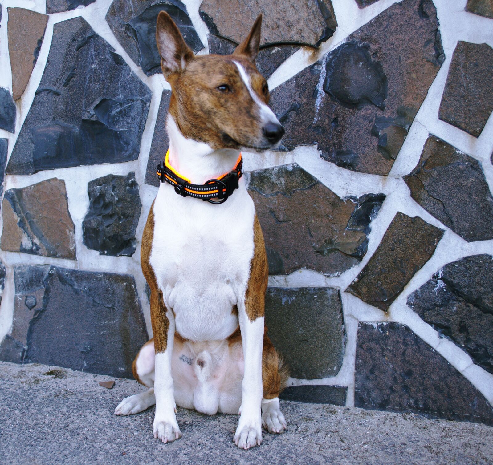 Nikon D3100 sample photo. Basenji, dog, hun photography