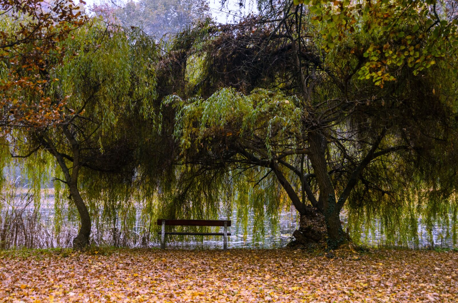 Nikon D7000 sample photo. Lake, park, nature photo photography