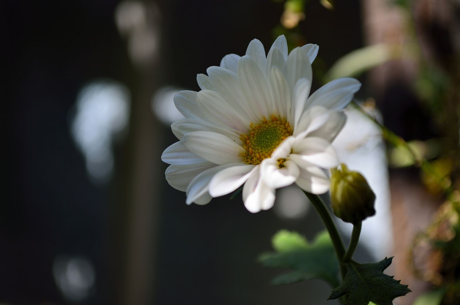 Nikon D5100 sample photo. Flora, flower, nature photography