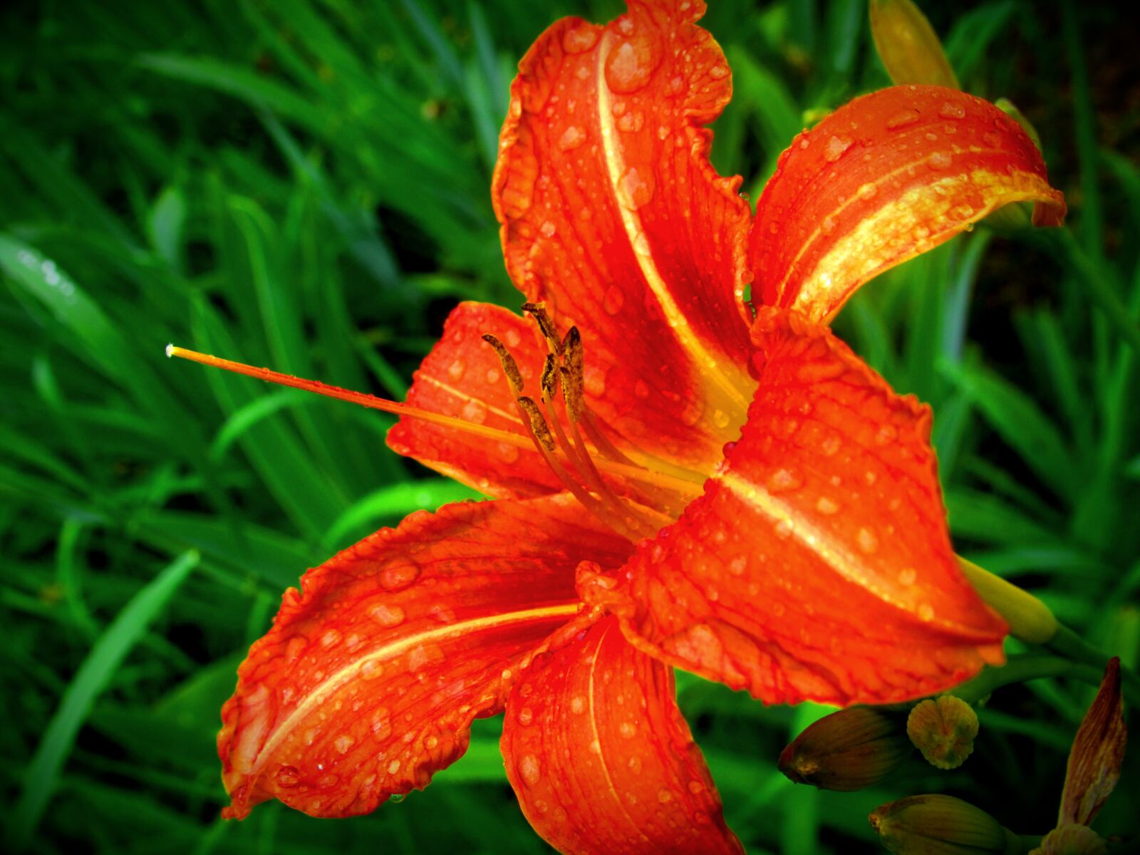Canon PowerShot SX530 HS sample photo. Daylily, lily, flower photography