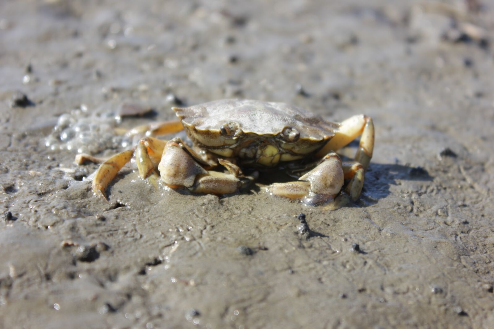 Canon EOS 550D (EOS Rebel T2i / EOS Kiss X4) sample photo. Cancer, north sea, watts photography