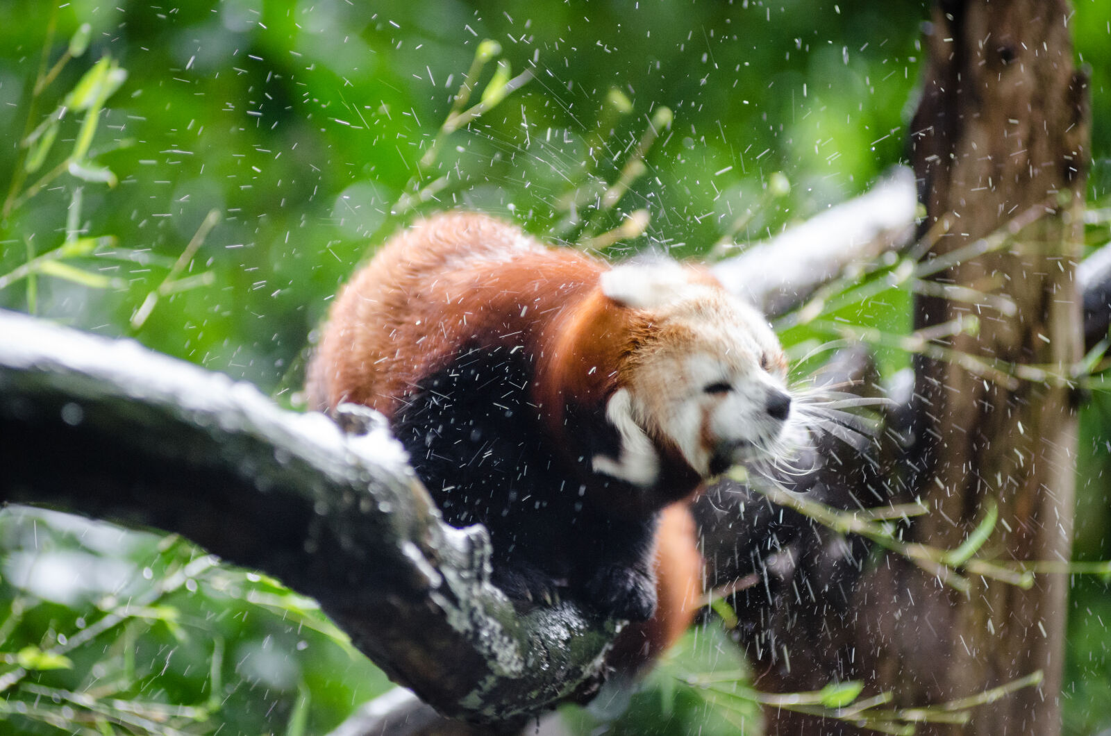 AF Zoom-Nikkor 80-200mm f/2.8 ED sample photo