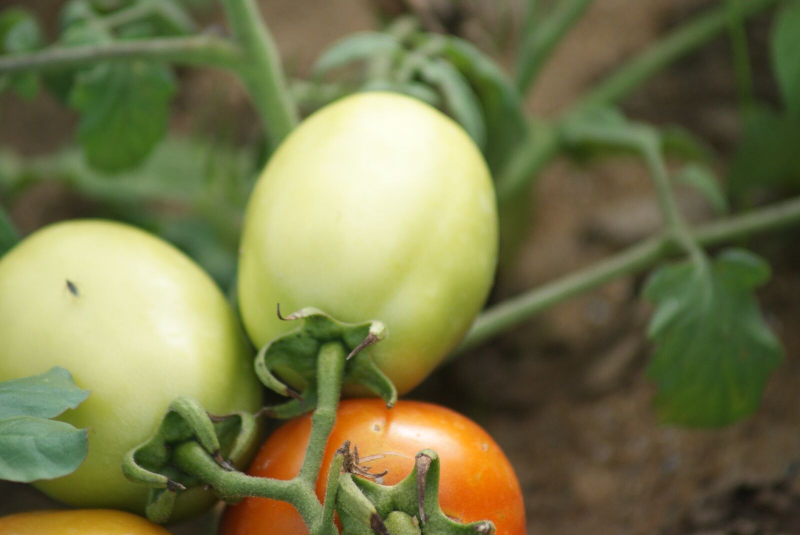 Sony Alpha DSLR-A200 sample photo. Tomatoes, local tomatoes, unripe photography
