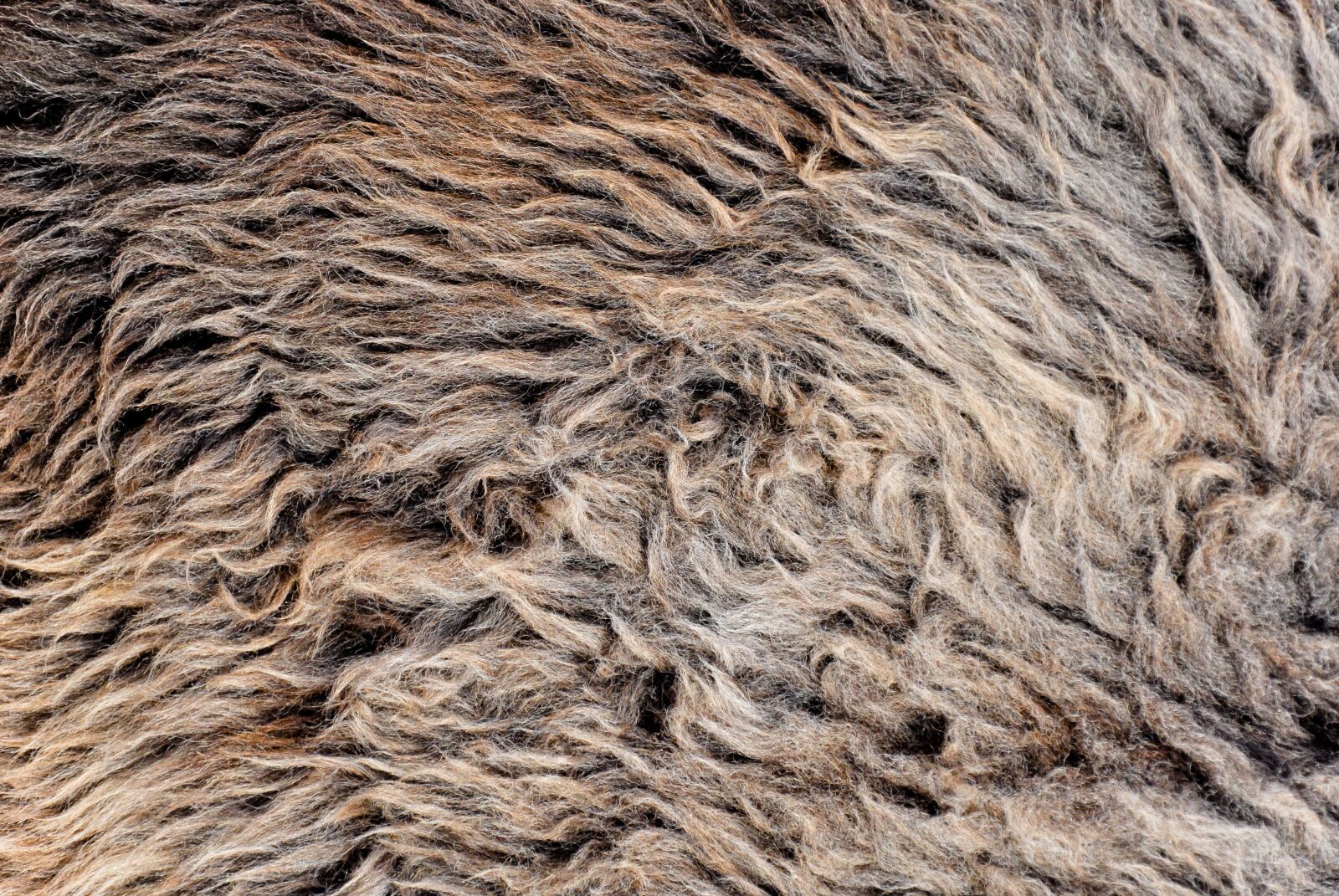 Nikon D5000 sample photo. Fur, thick, hair photography