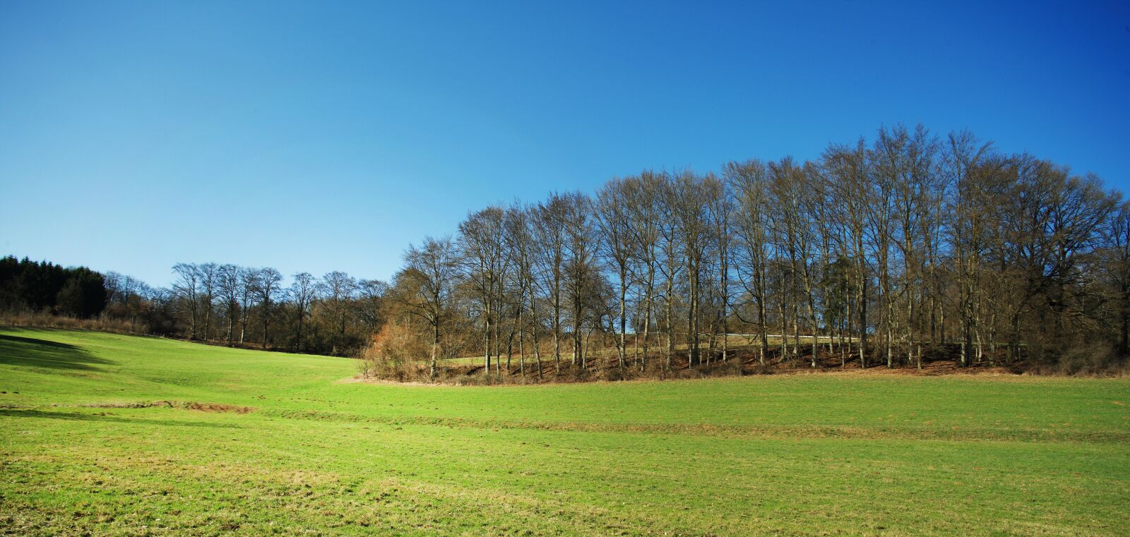 Canon EOS-1Ds Mark III sample photo. Landscape, forest, glade photography