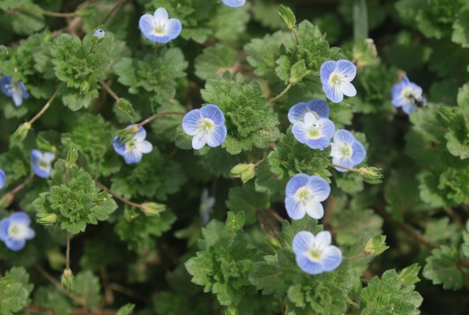 Nikon D60 sample photo. Flowers, wild, spring photography