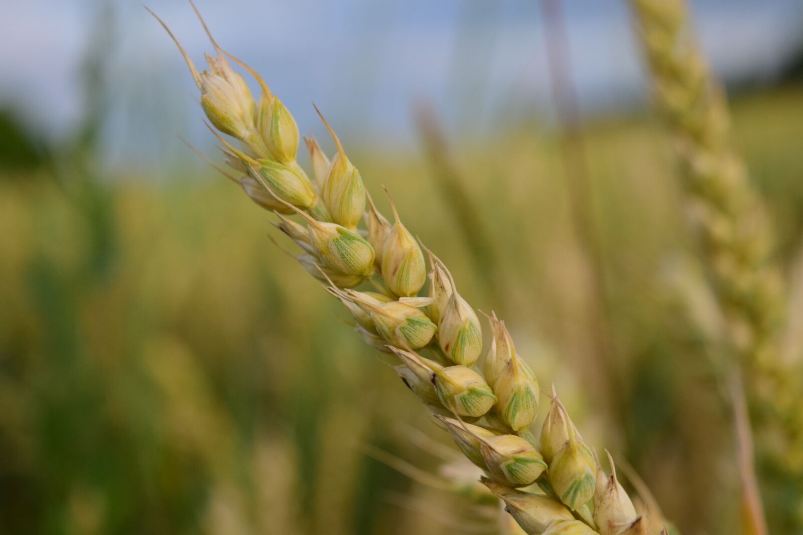 Nikon D3300 sample photo. Wheat, ear, cereals photography