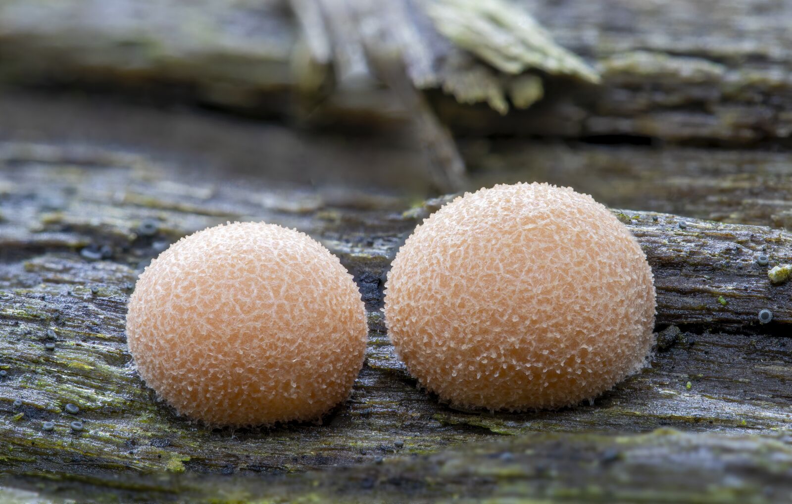 Canon EF 100mm F2.8L Macro IS USM sample photo. Slime-mold, wolf's milk, orange photography