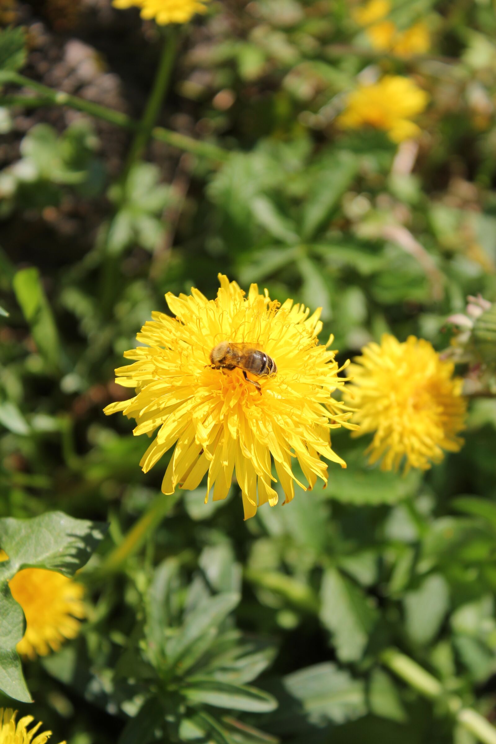 Canon EOS 550D (EOS Rebel T2i / EOS Kiss X4) sample photo. Dandelion, flower, bee photography