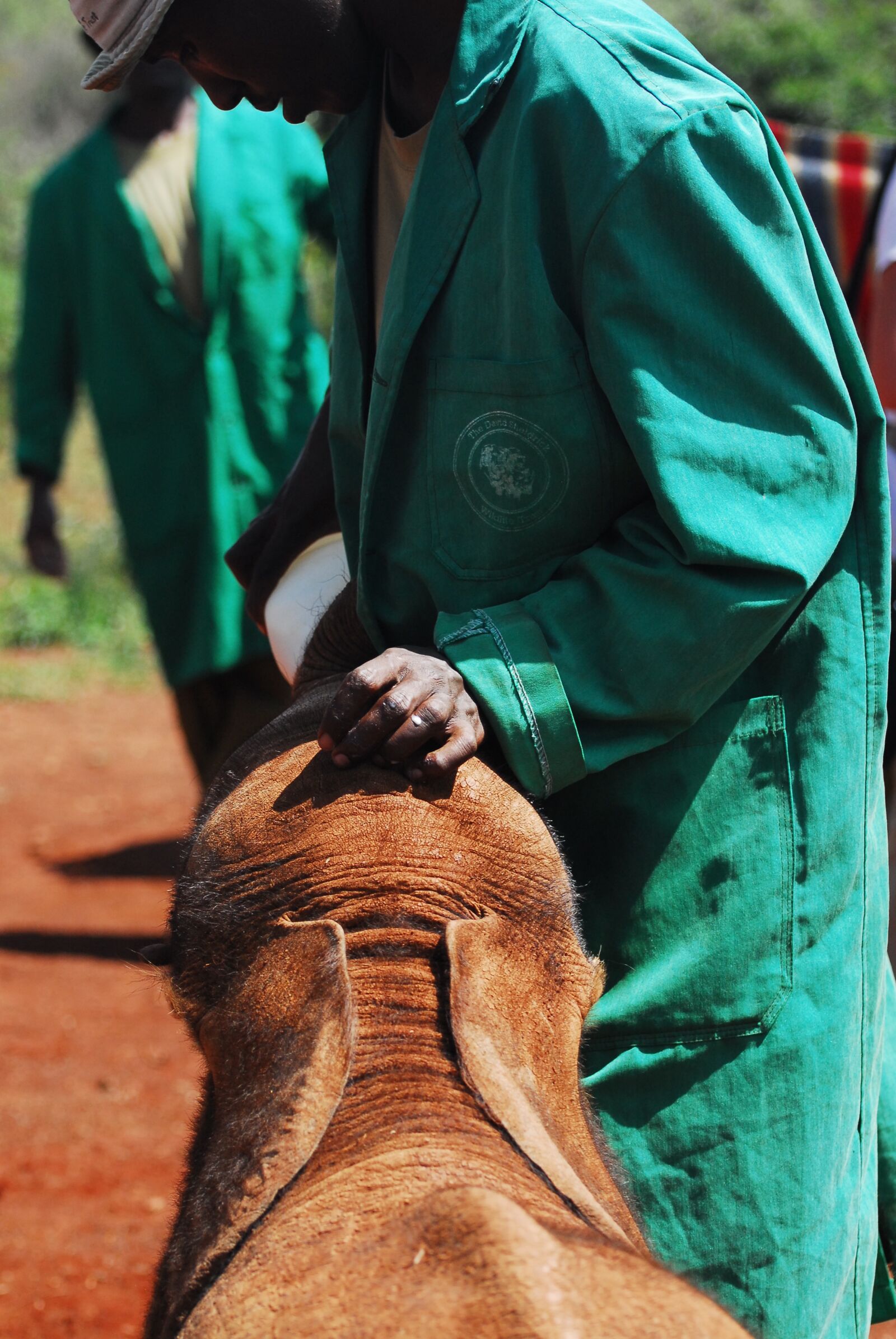 Nikon D200 sample photo. Feeding baby elephants, bottle photography