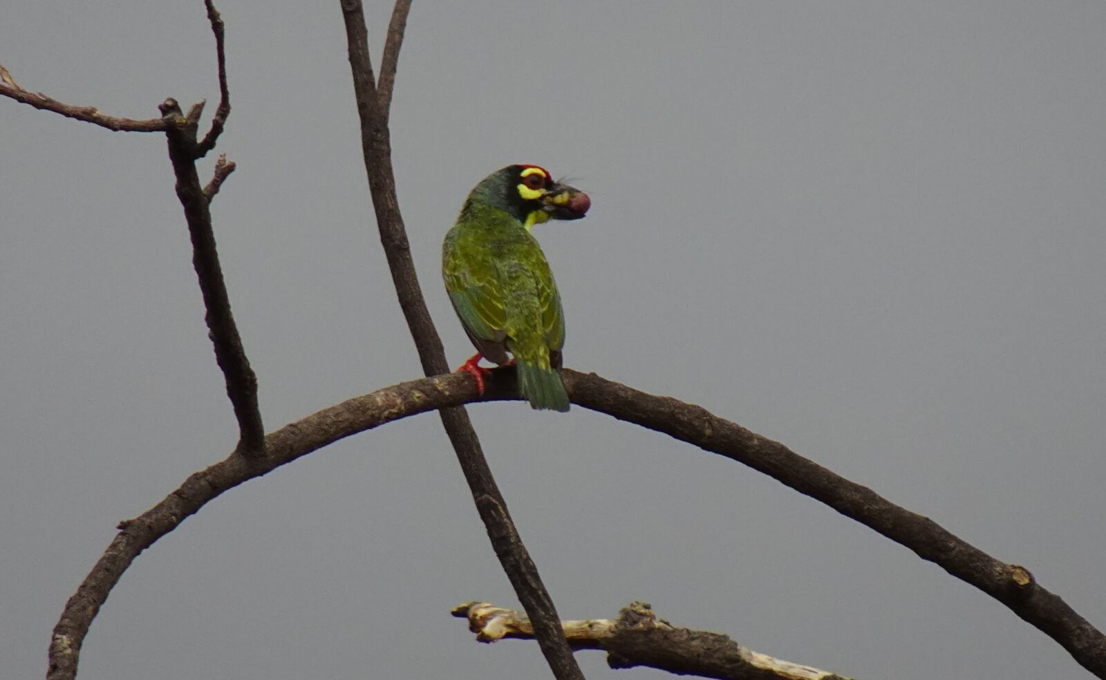 Sony DSC-WX800 sample photo. Bird, barbet, coppersmith photography
