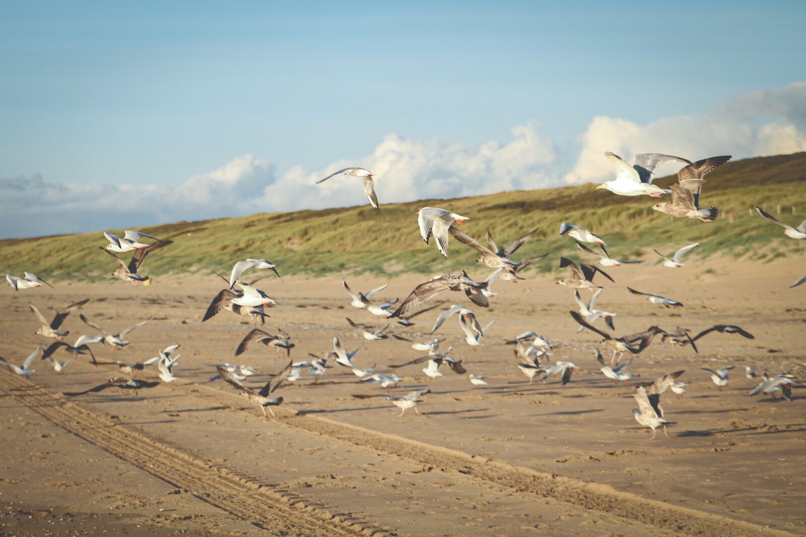 Canon EOS 760D (EOS Rebel T6s / EOS 8000D) sample photo. Gulls, sea, beach photography