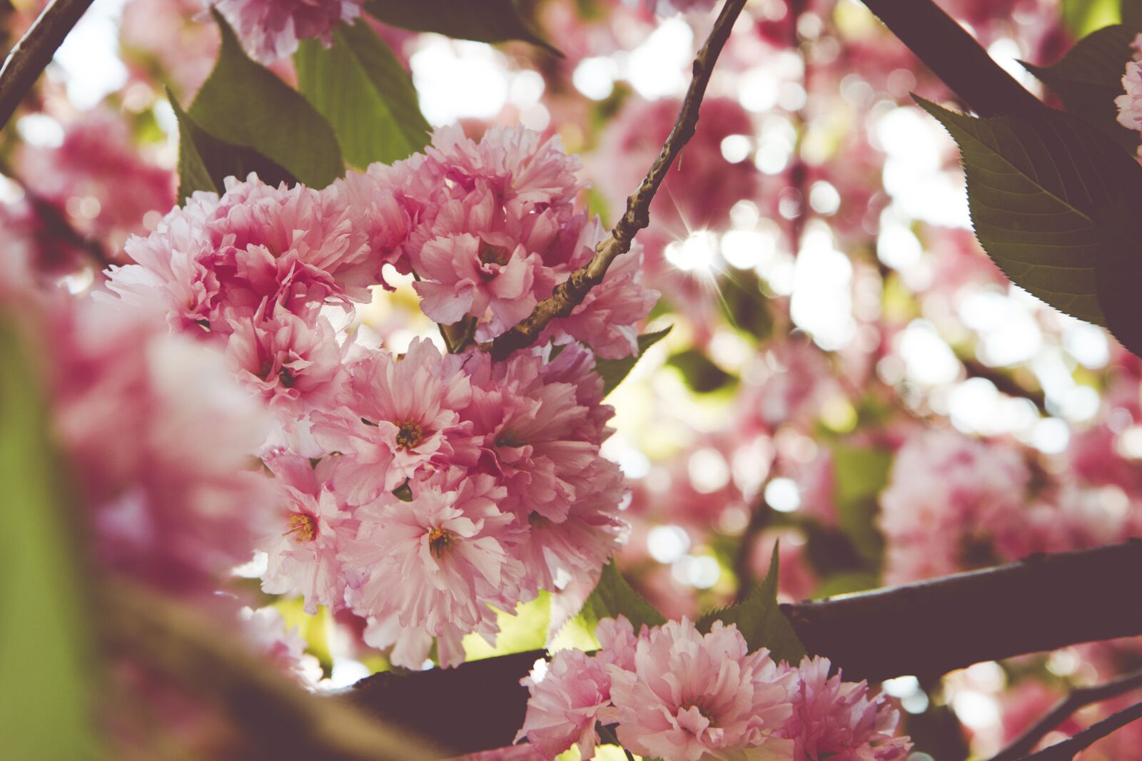 Canon EOS 70D sample photo. Cherry, tree, spring photography
